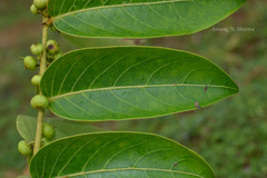 Glochidion zeylanicum